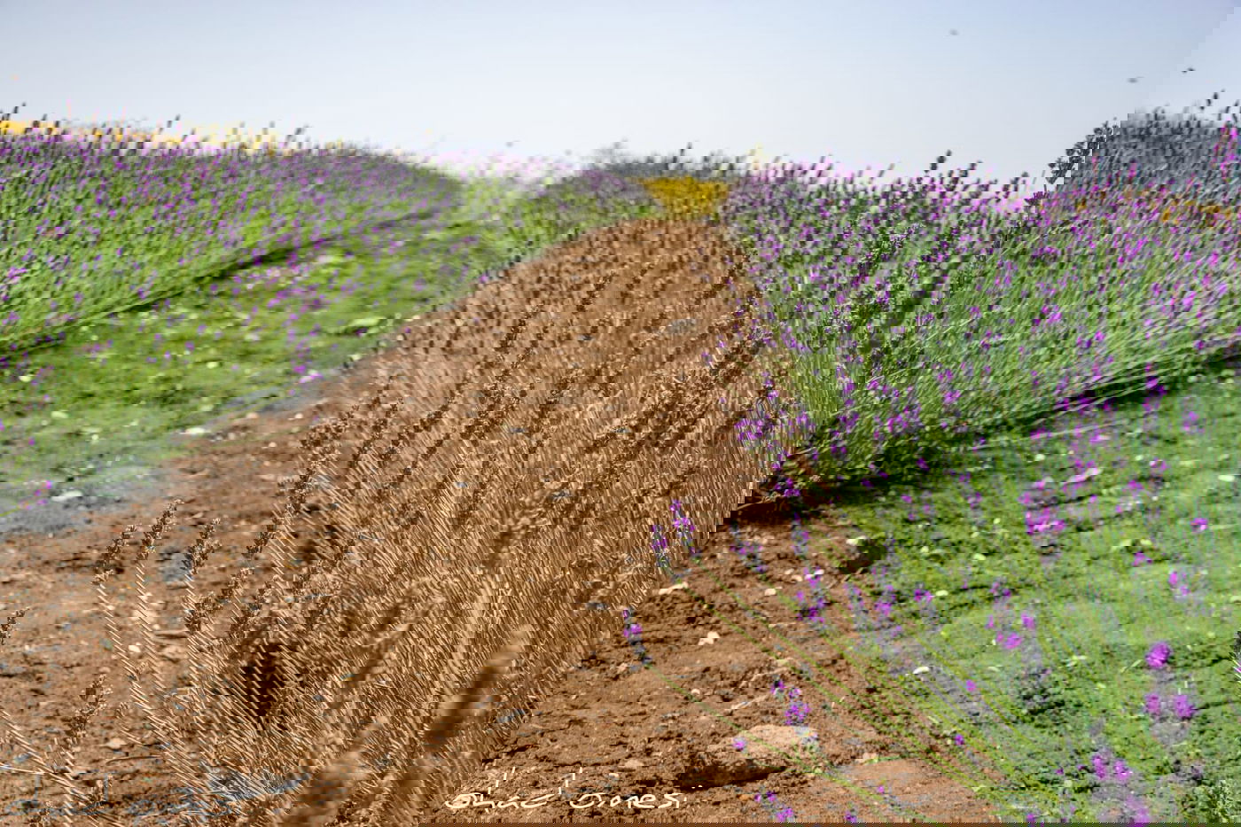 תיעוד מרהיב: פריחת הלבנדר ברמת הגולן