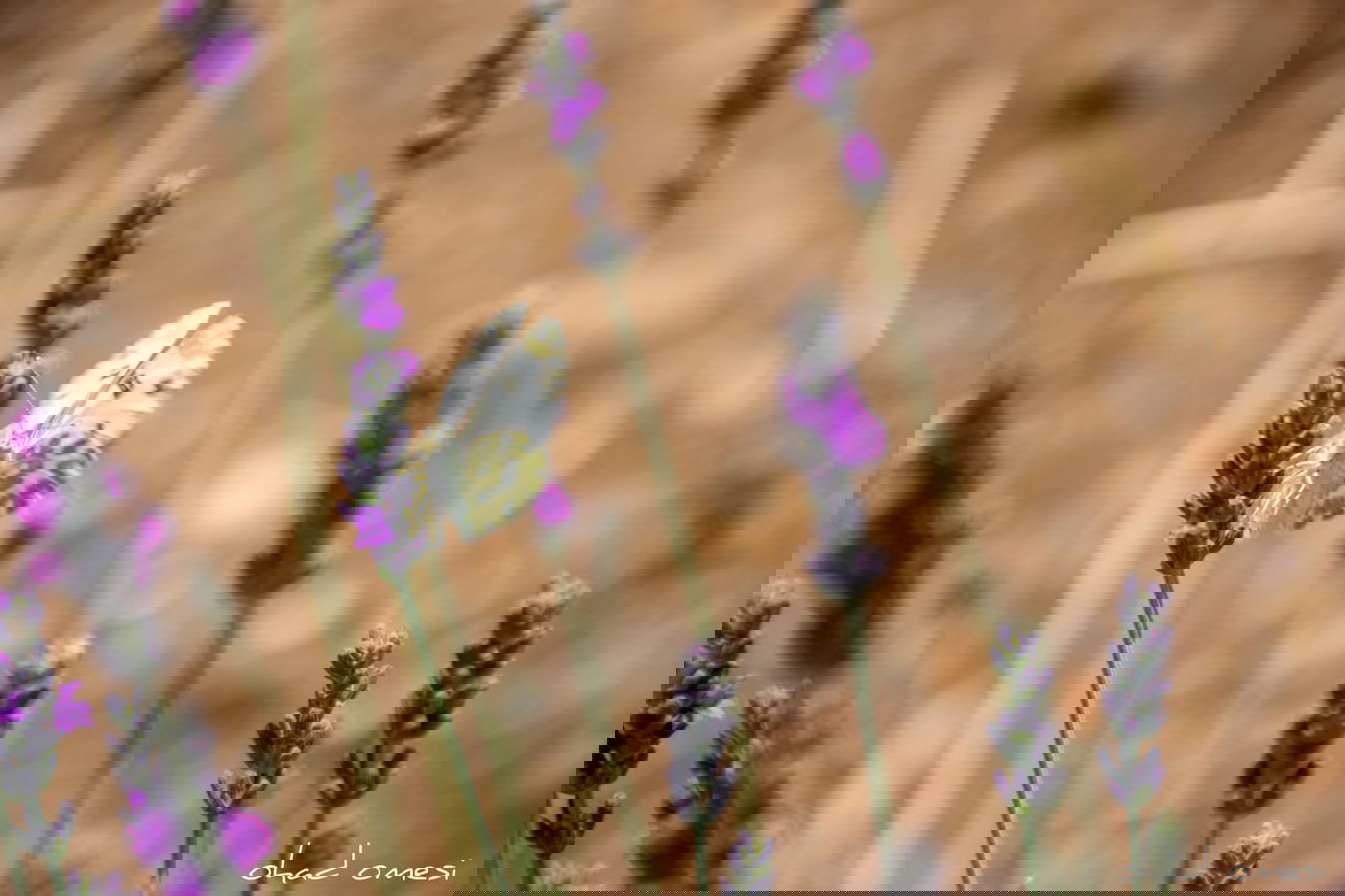 תיעוד מרהיב: פריחת הלבנדר ברמת הגולן