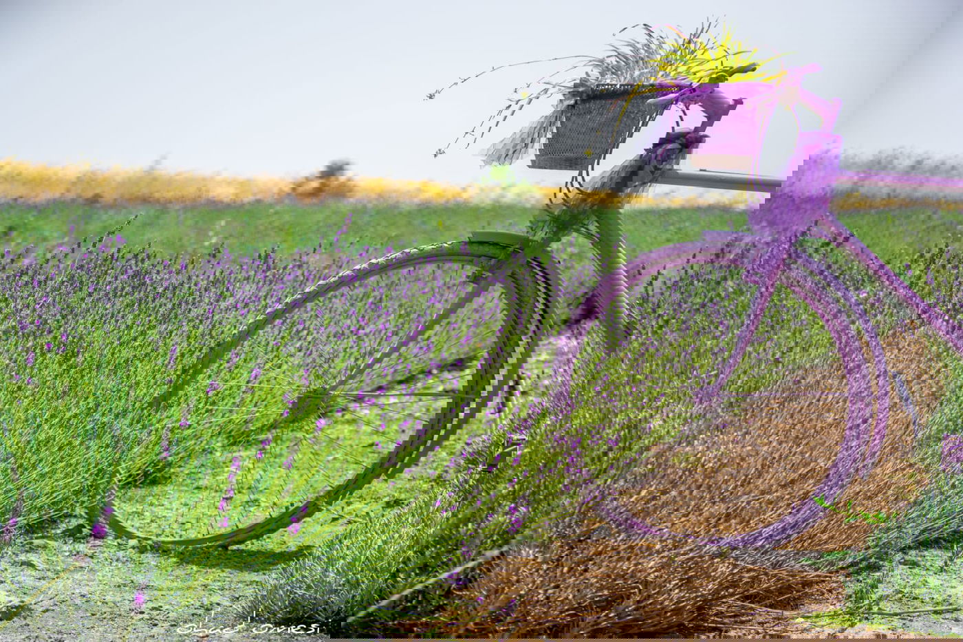 מזג האוויר: תחול ירידה קלה בטמפרטורות