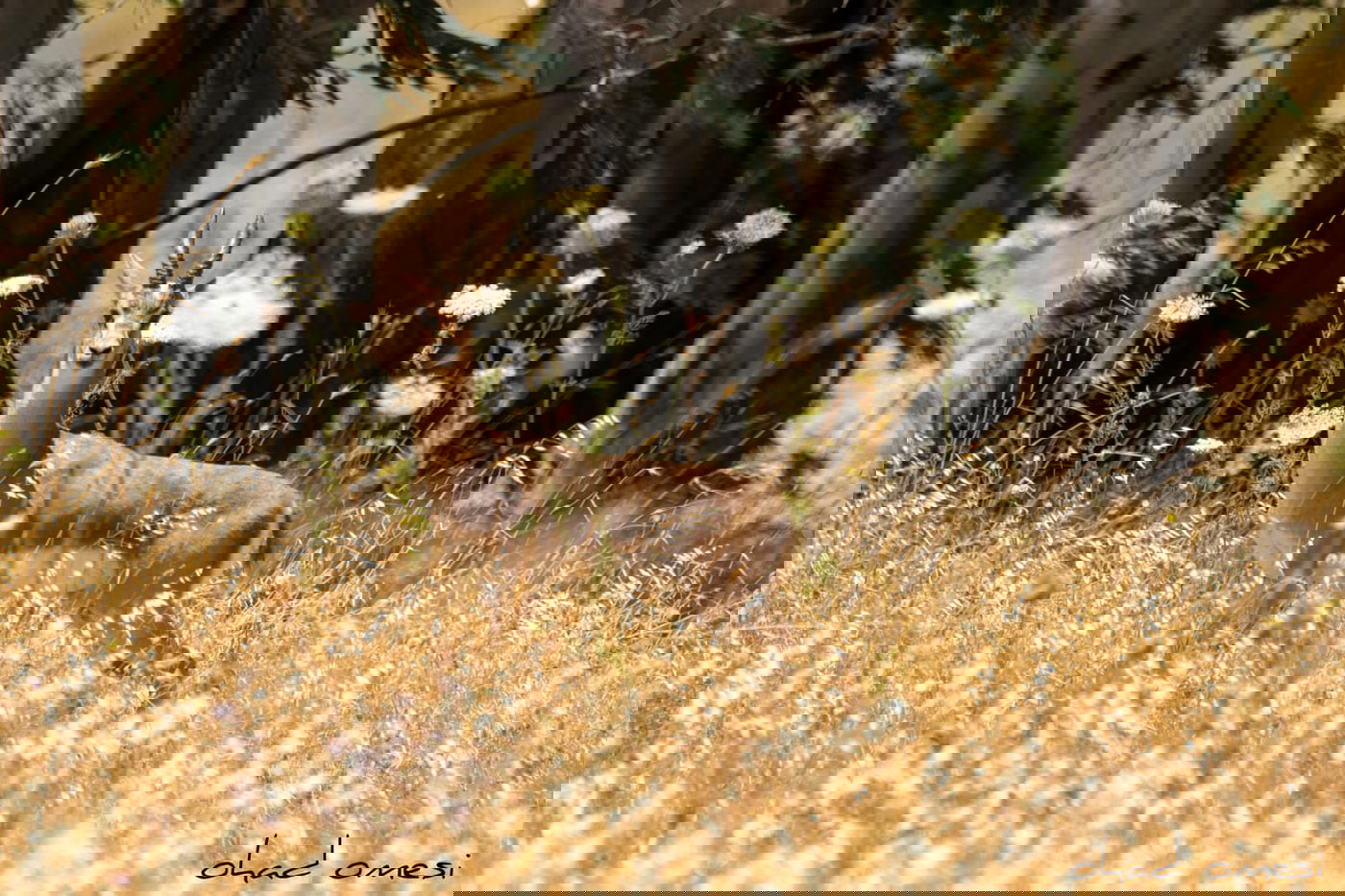 סיור מצולם: הר הגעש הישראלי הרדום