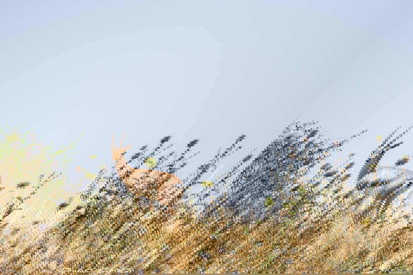 סיור מצולם: הר הגעש הישראלי הרדום