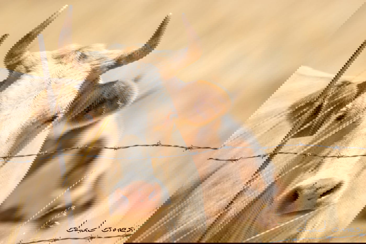 סיור מצולם: הר הגעש הישראלי הרדום