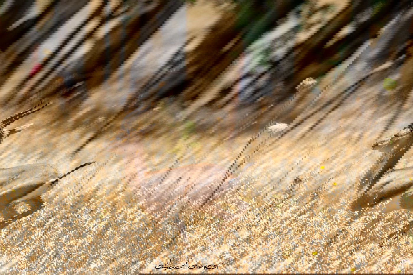 סיור מצולם: הר הגעש הישראלי הרדום