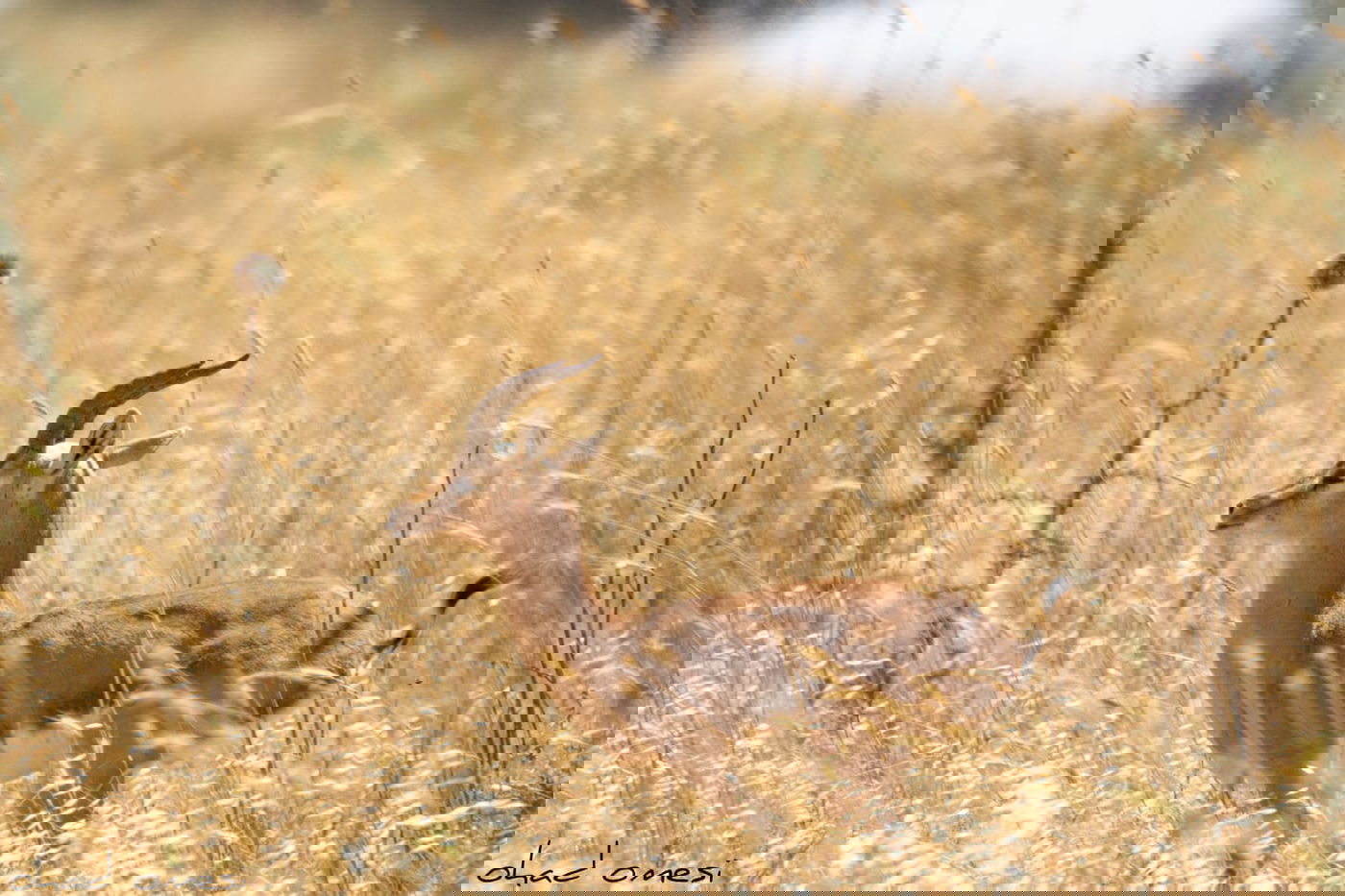 סיור מצולם: הר הגעש הישראלי הרדום