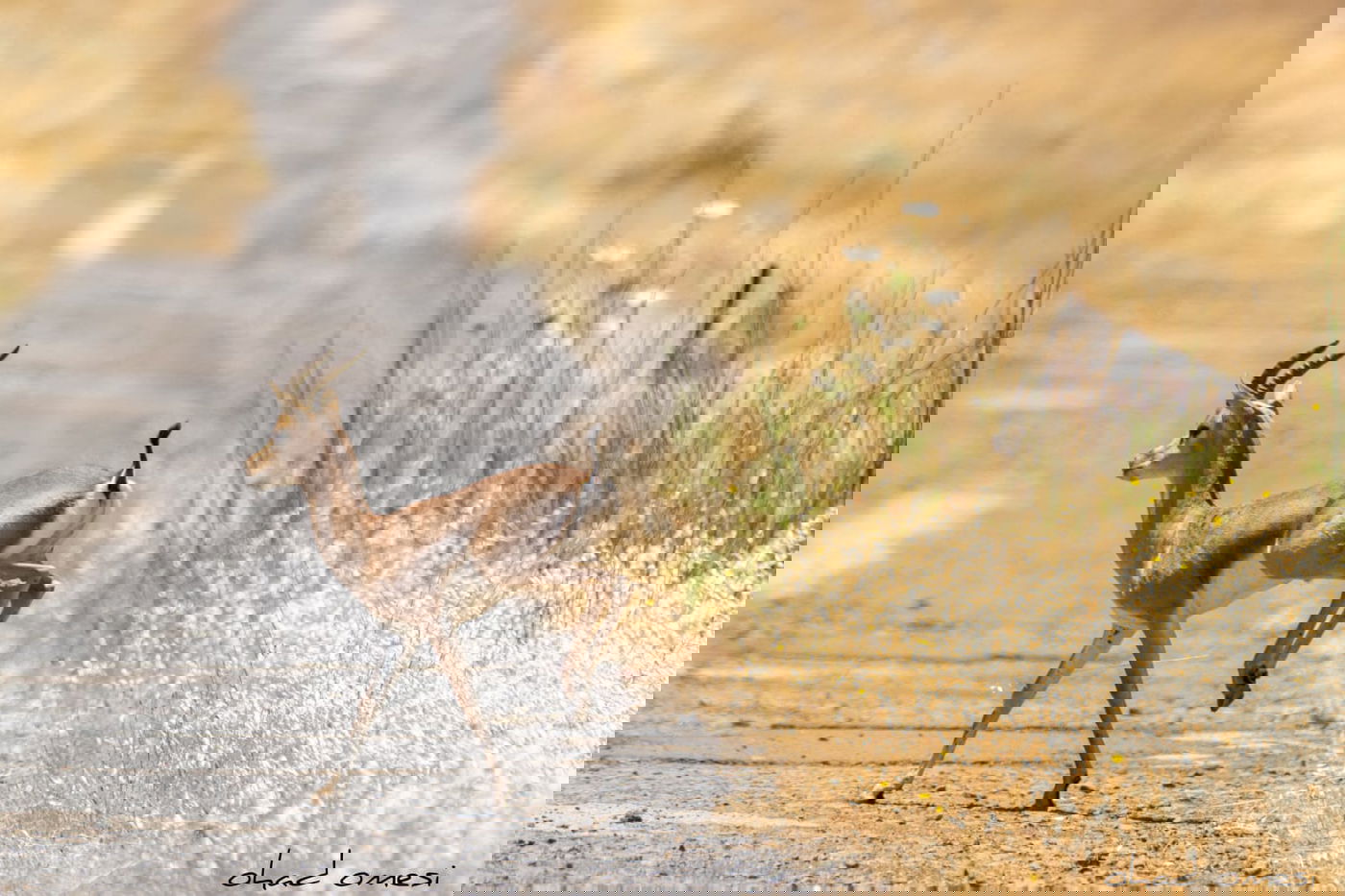 סיור מצולם: הר הגעש הישראלי הרדום