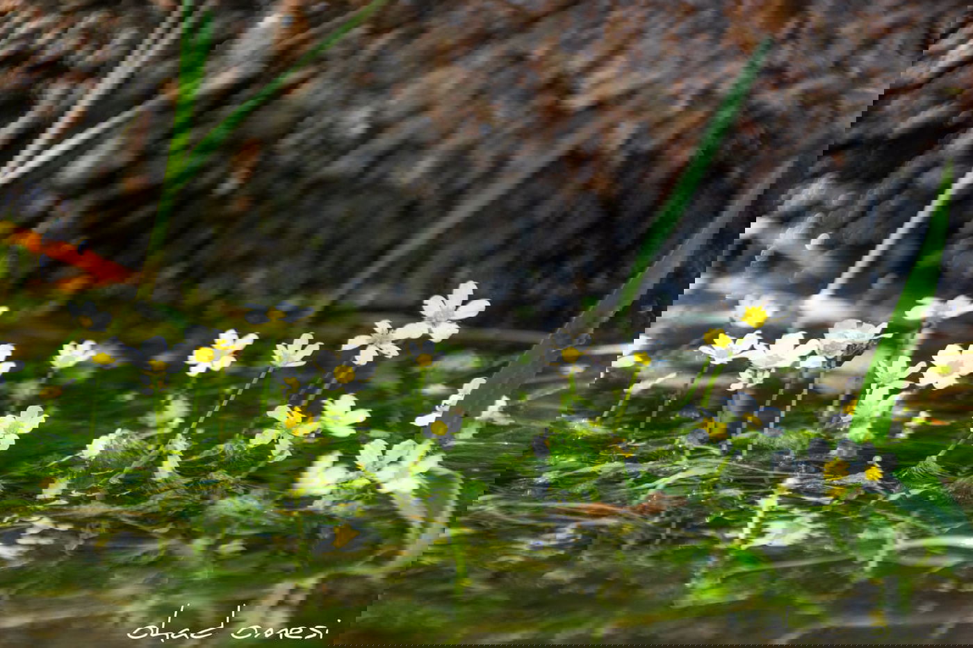 סיור מצולם: הר הגעש הישראלי הרדום