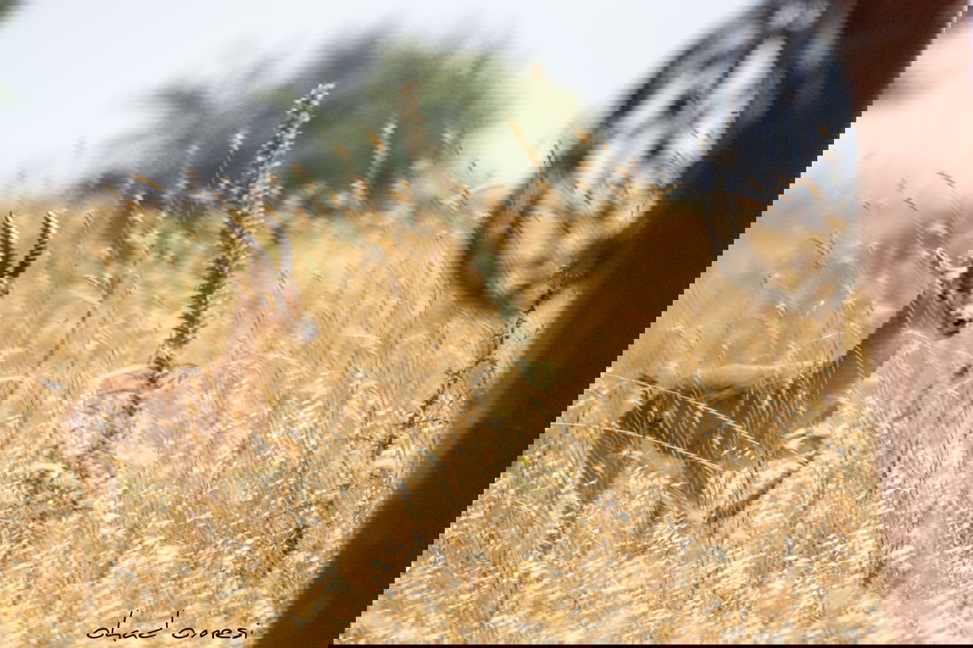 סיור מצולם: הר הגעש הישראלי הרדום