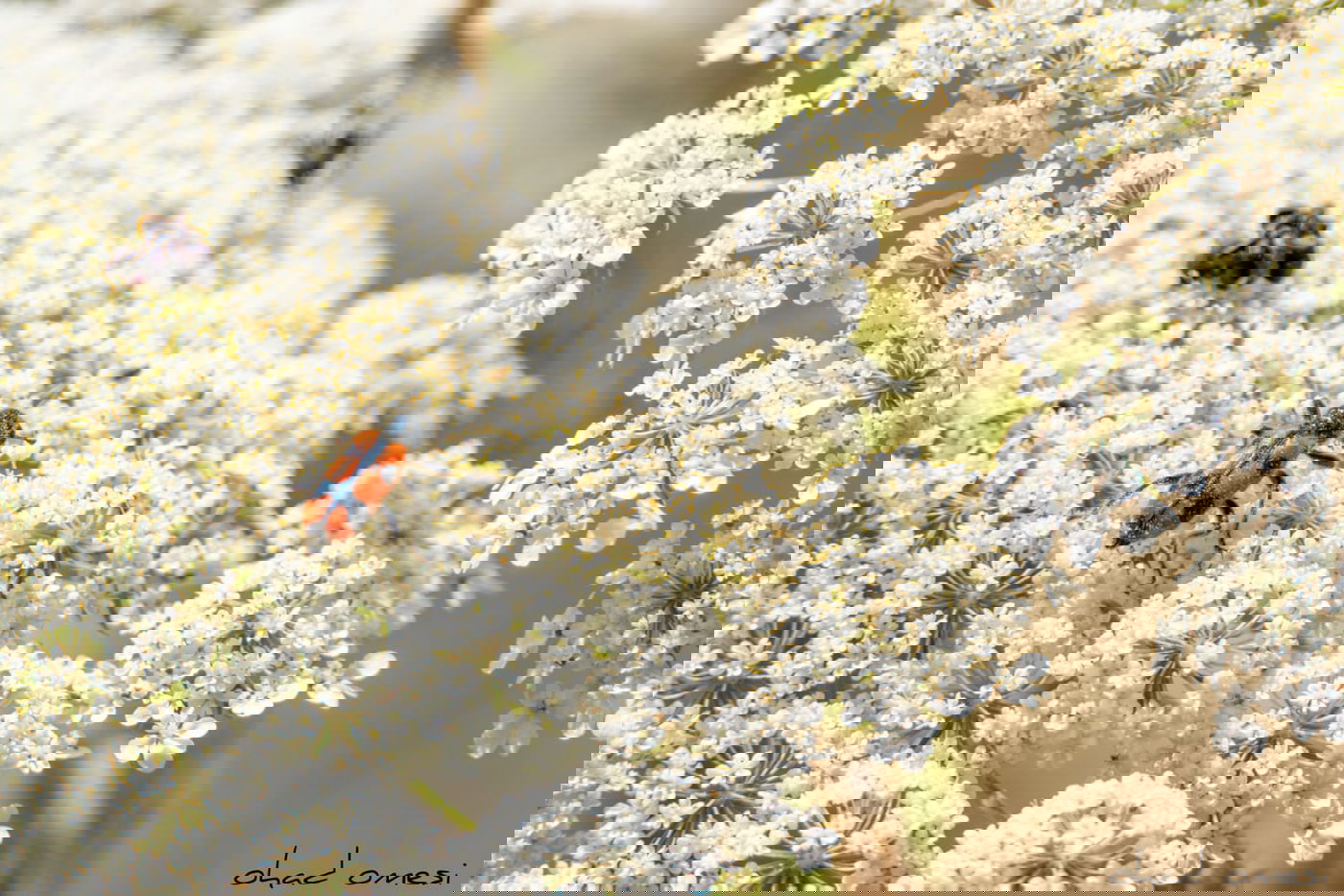 סיור מצולם: הר הגעש הישראלי הרדום