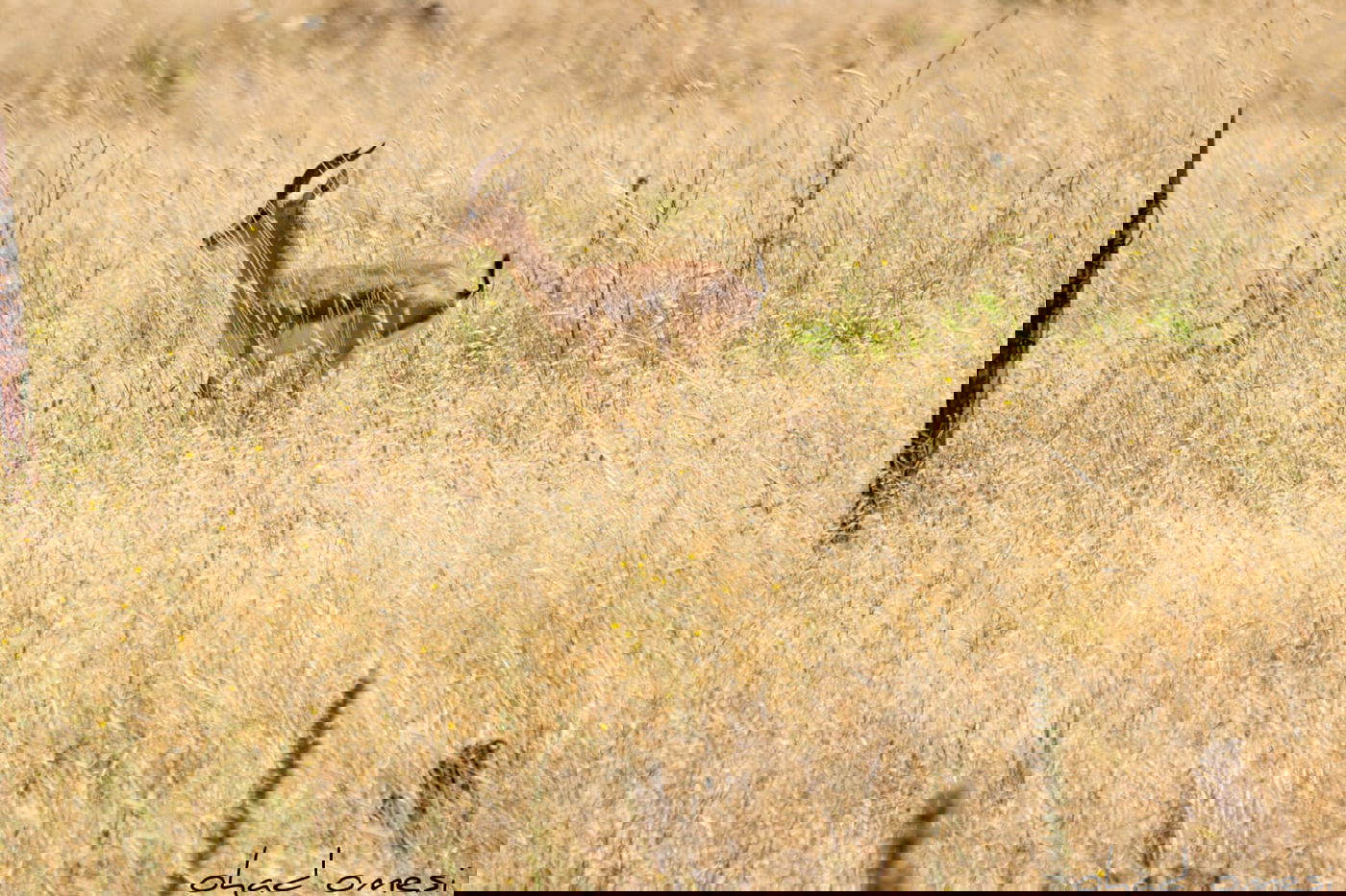 סיור מצולם: הר הגעש הישראלי הרדום