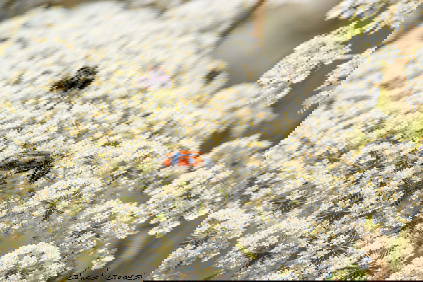 סיור מצולם: הר הגעש הישראלי הרדום