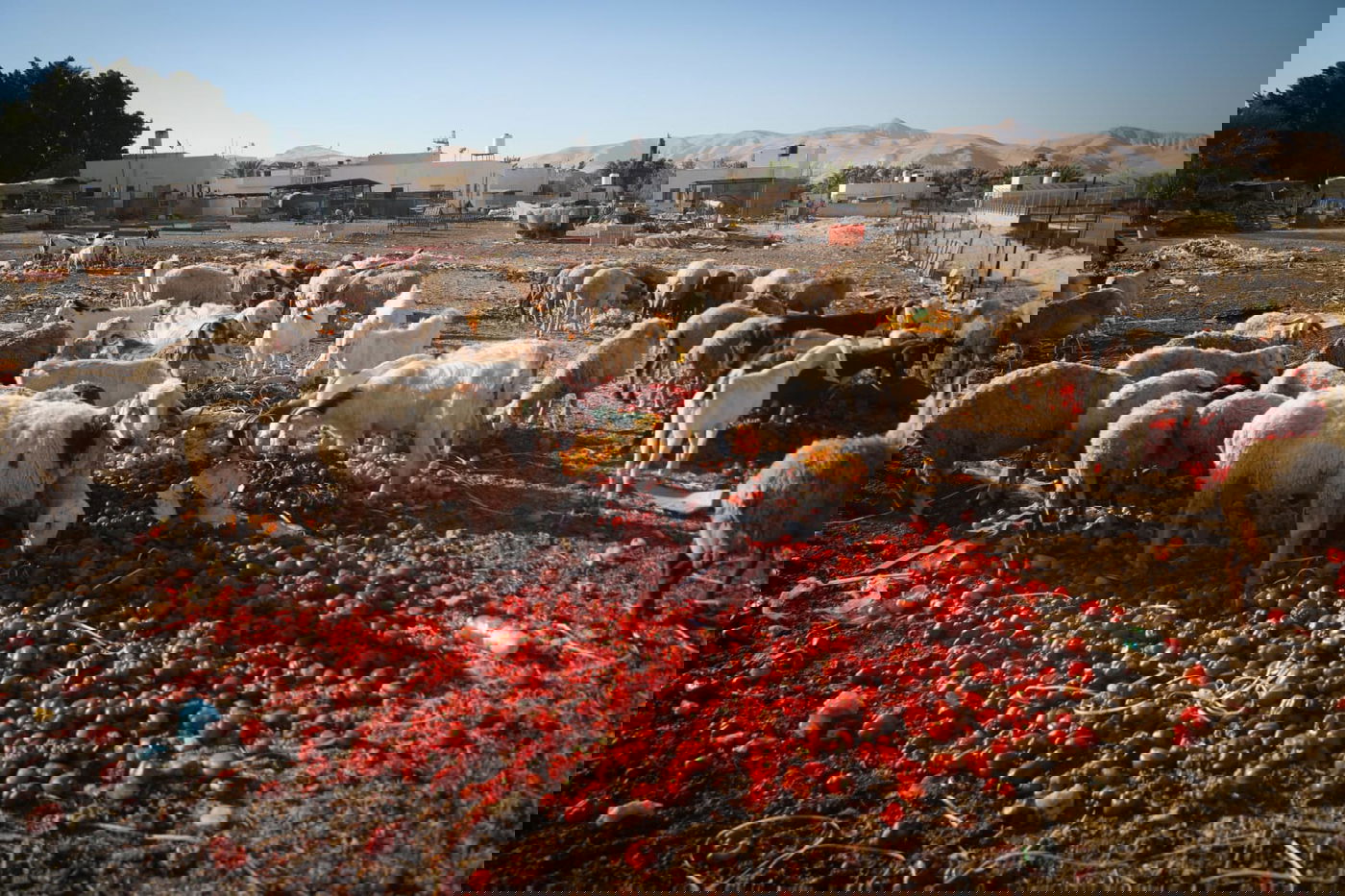 ריבונות או מדינה פלסטינית? סיור מצולם בשטח