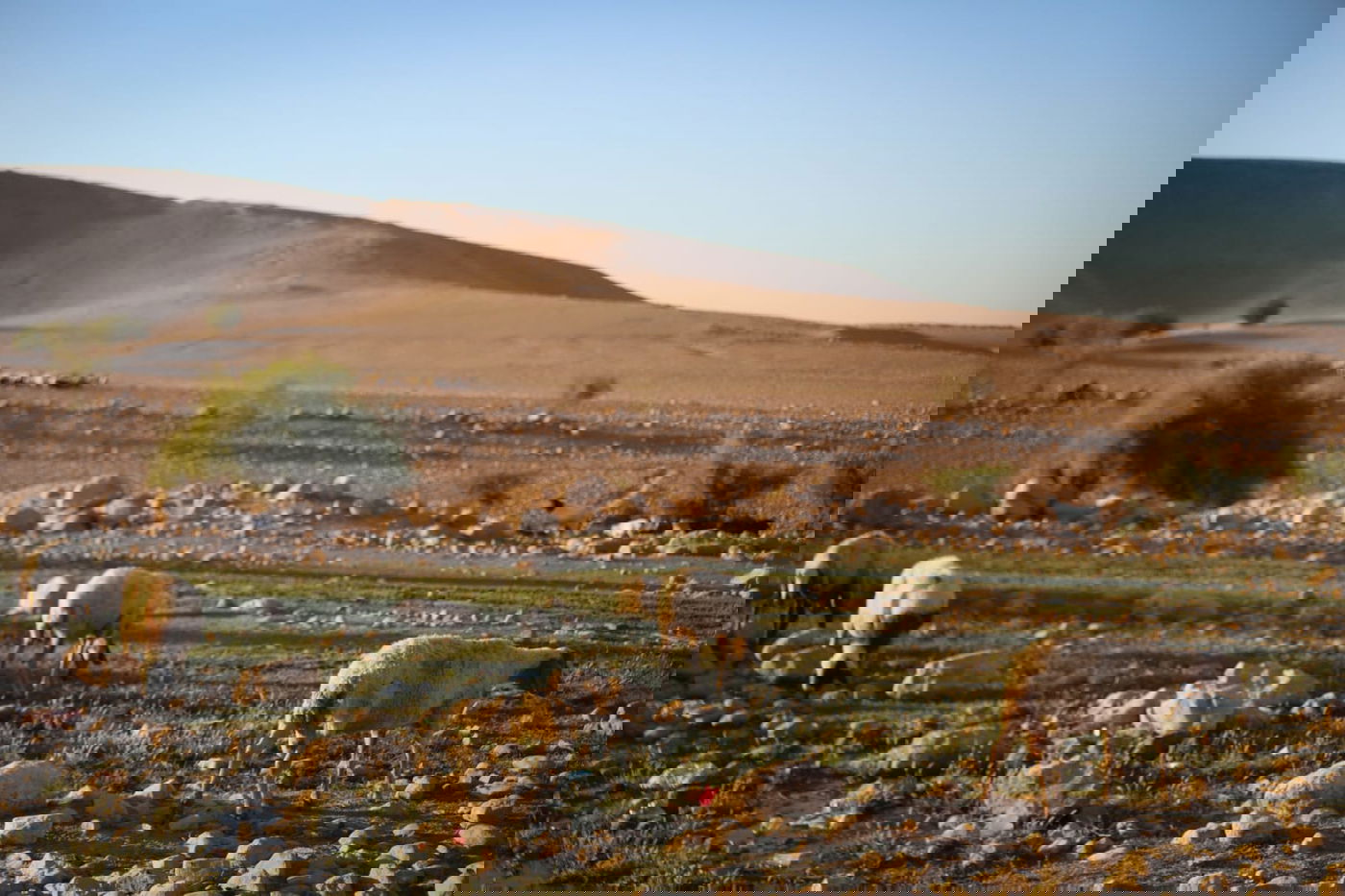 ריבונות או מדינה פלסטינית? סיור מצולם בשטח