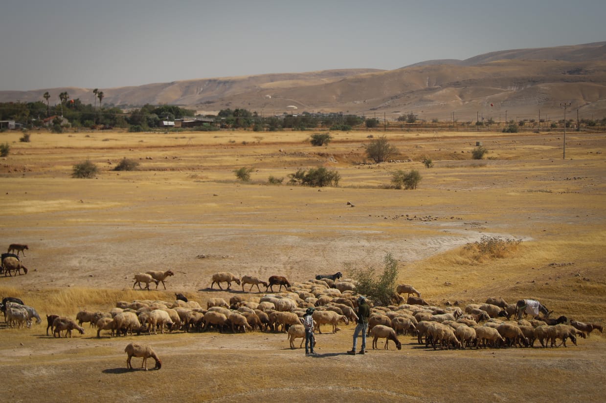 רועה צאן בבקעת הירדן