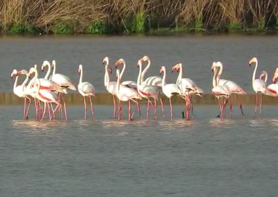 במפתיע: פלמינגו ורדרדים הגיעו לישראל