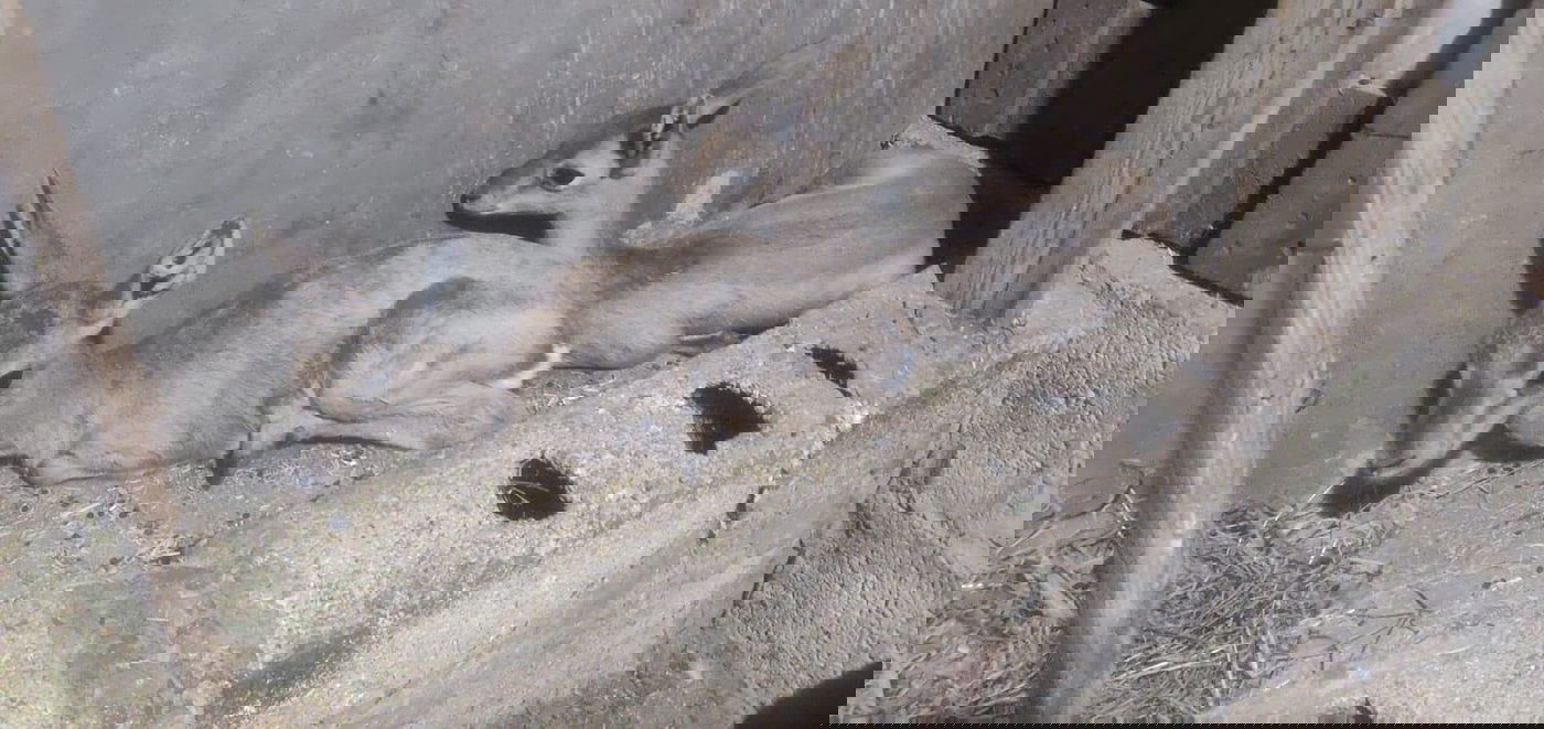 אחרי התעללות פלסטינית אכזרית: בעלי החיים ניצלו