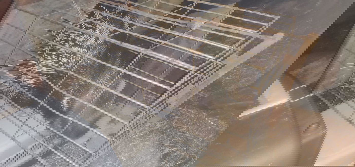 אחרי התעללות פלסטינית אכזרית: בעלי החיים ניצלו