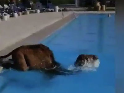 הגמל ניצל את הקורונה, ונכנס להצטנן בבריכה