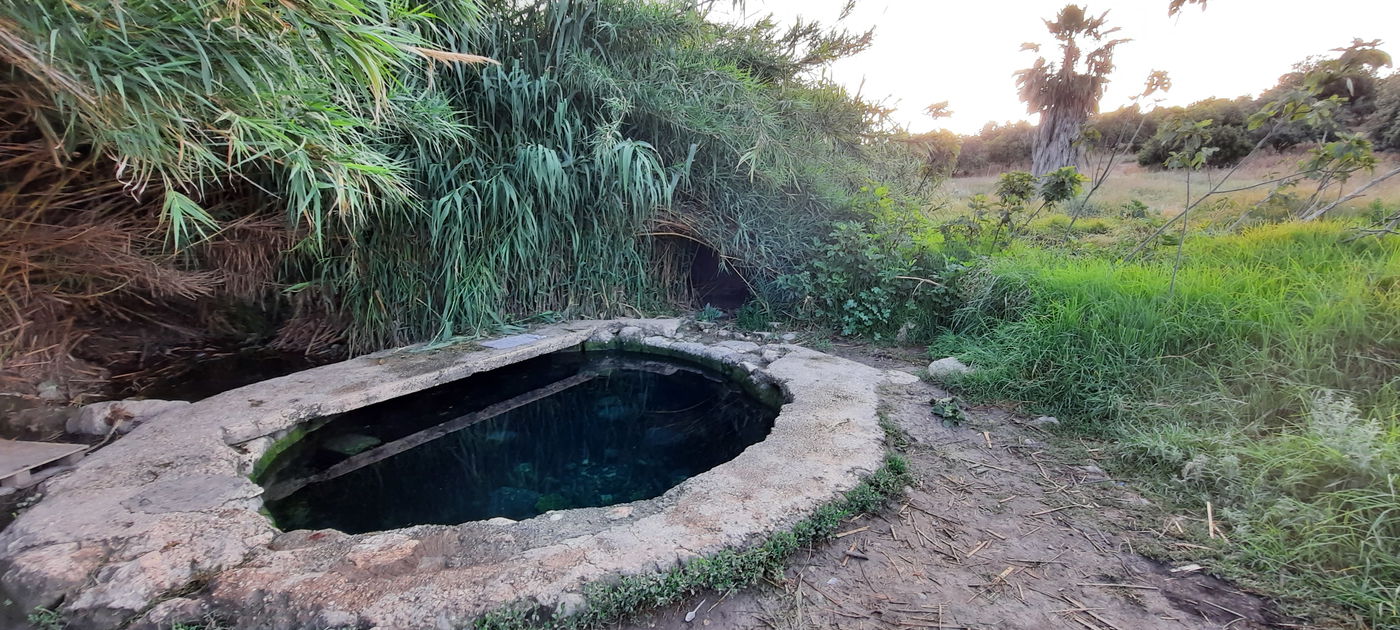 המעיין הרטוב שמלמד על "תוכנית טראמפ"