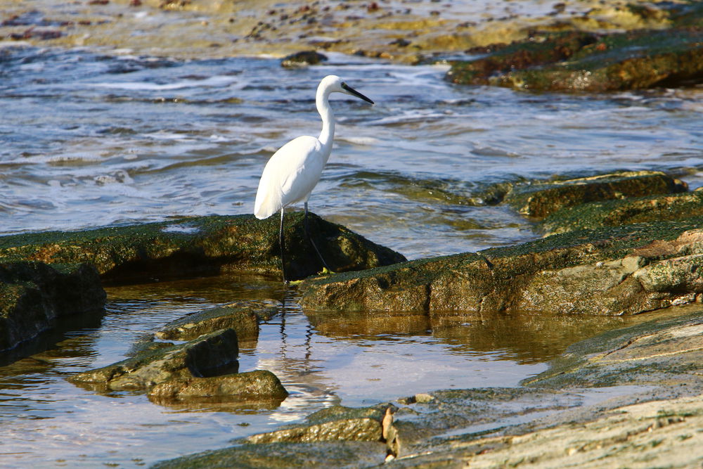 אנפה בים התיכון