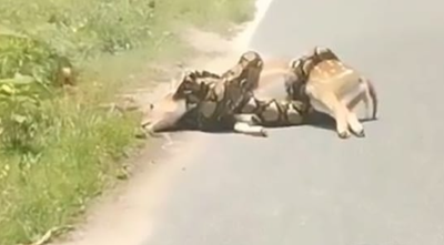 מטורף: נחש ניסה לבלוע אייל, אדם התערב