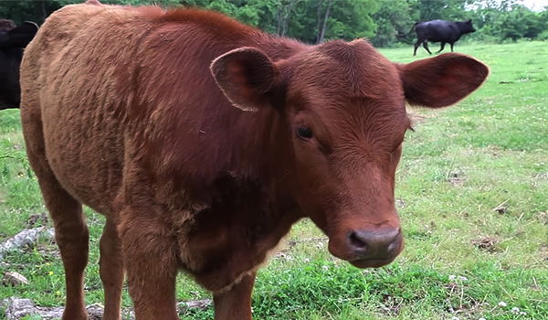 חוקת: טלית שכולה תכלת אכן כולה תכלת