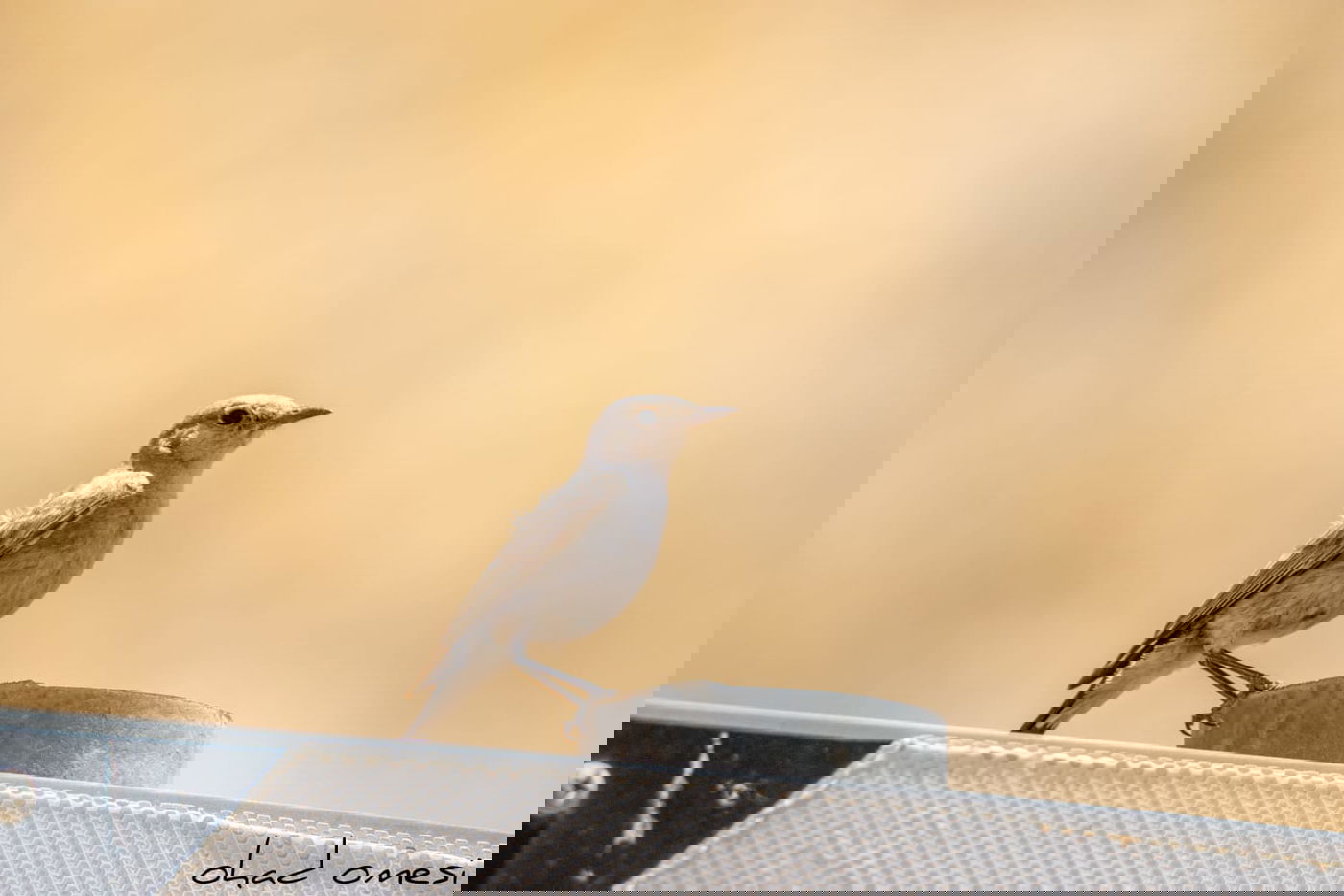 צניחה מצוק וציפורי שיר - ליד מבוא חמה