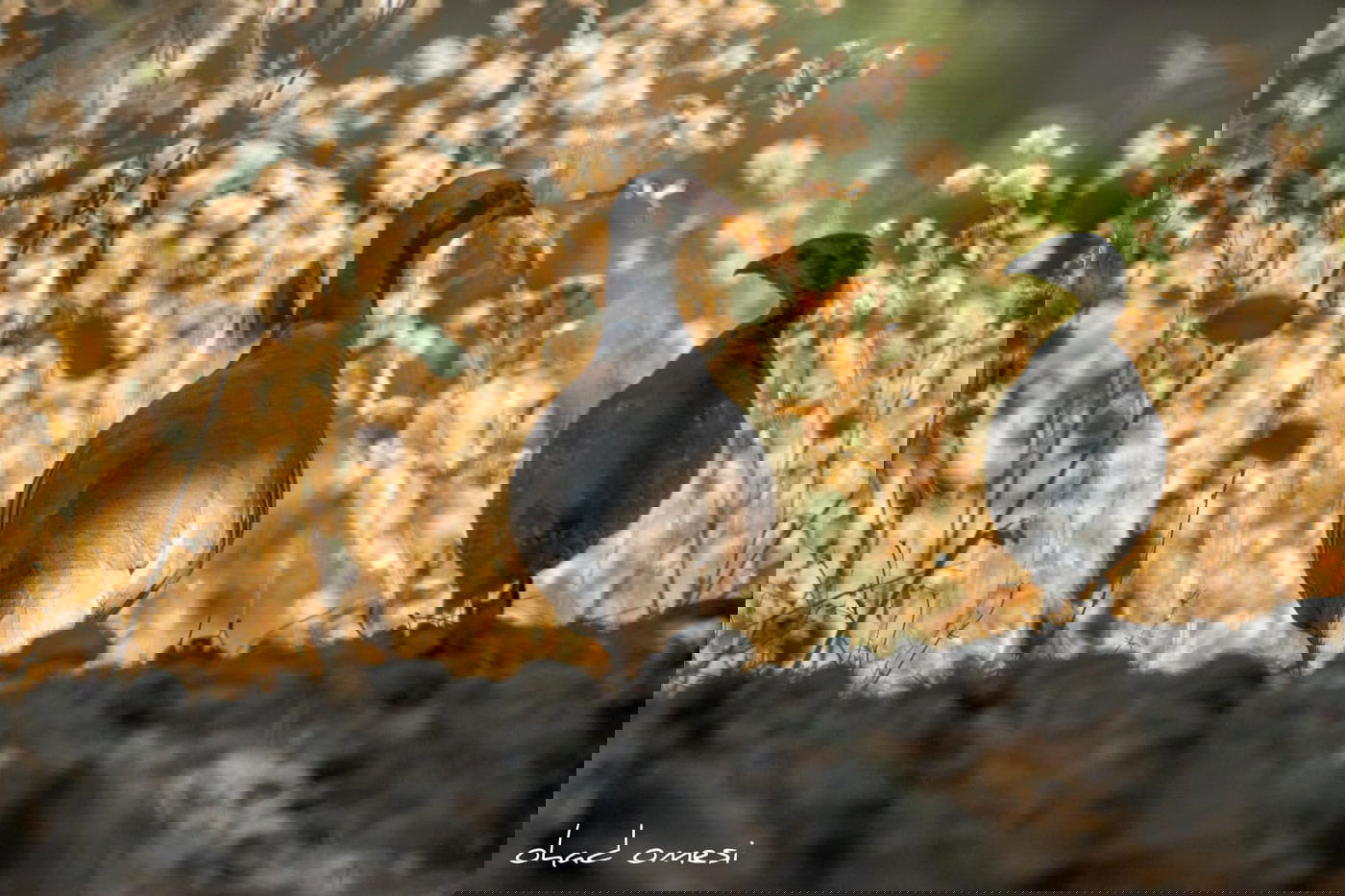 צניחה מצוק וציפורי שיר - ליד מבוא חמה