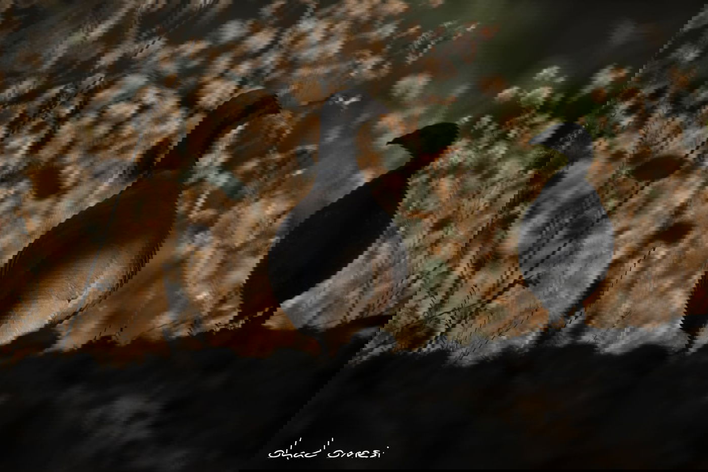 צניחה מצוק וציפורי שיר - ליד מבוא חמה