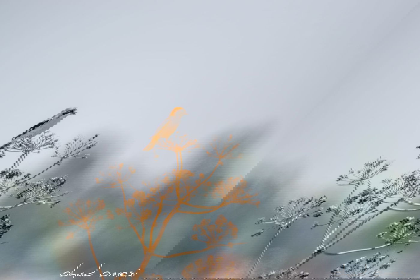 צניחה מצוק וציפורי שיר - ליד מבוא חמה