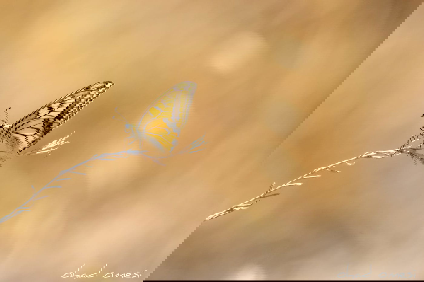 צניחה מצוק וציפורי שיר - ליד מבוא חמה