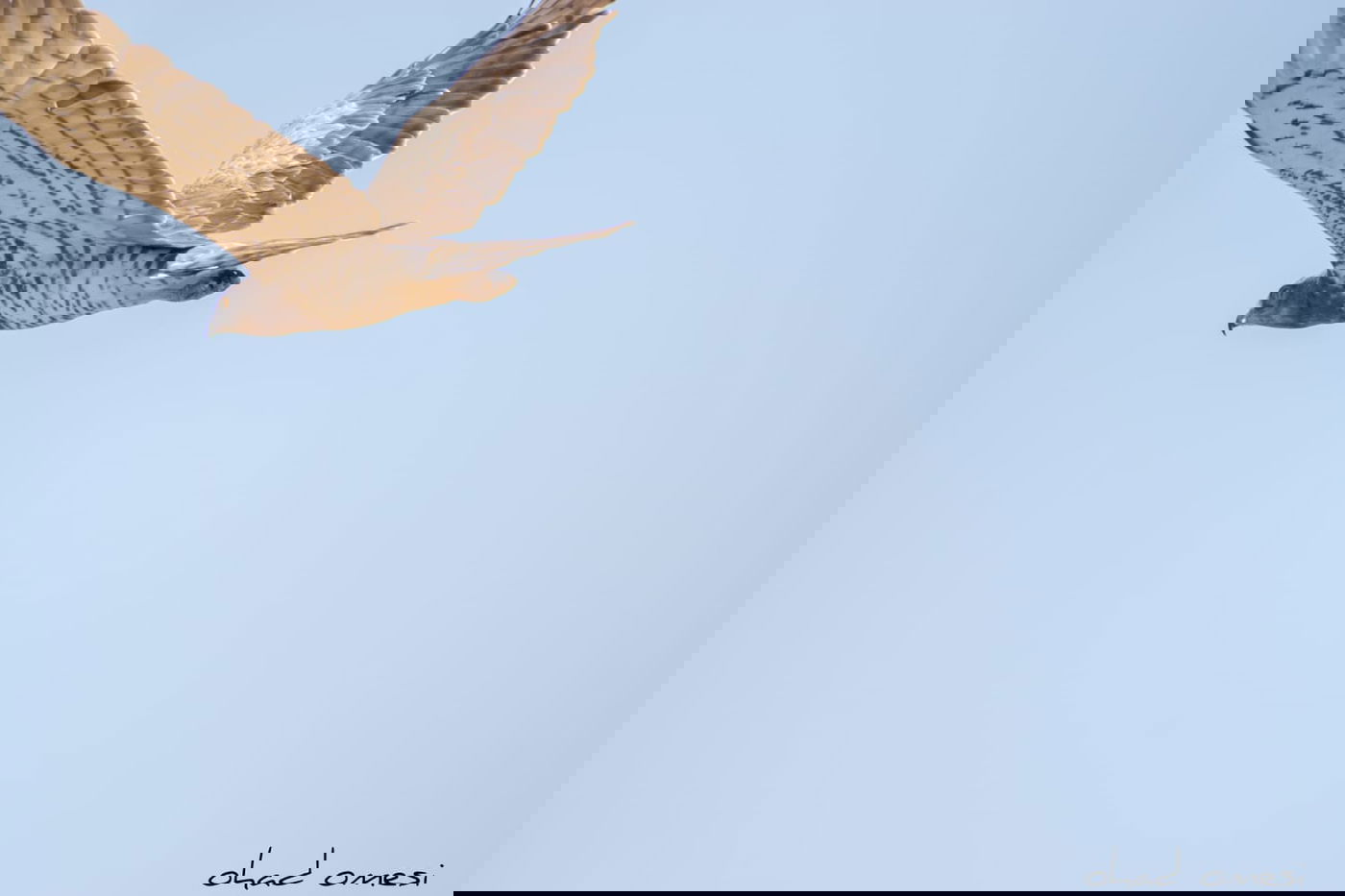 השרקרק אוכל חרקים והחיוואי מחפש אוכל