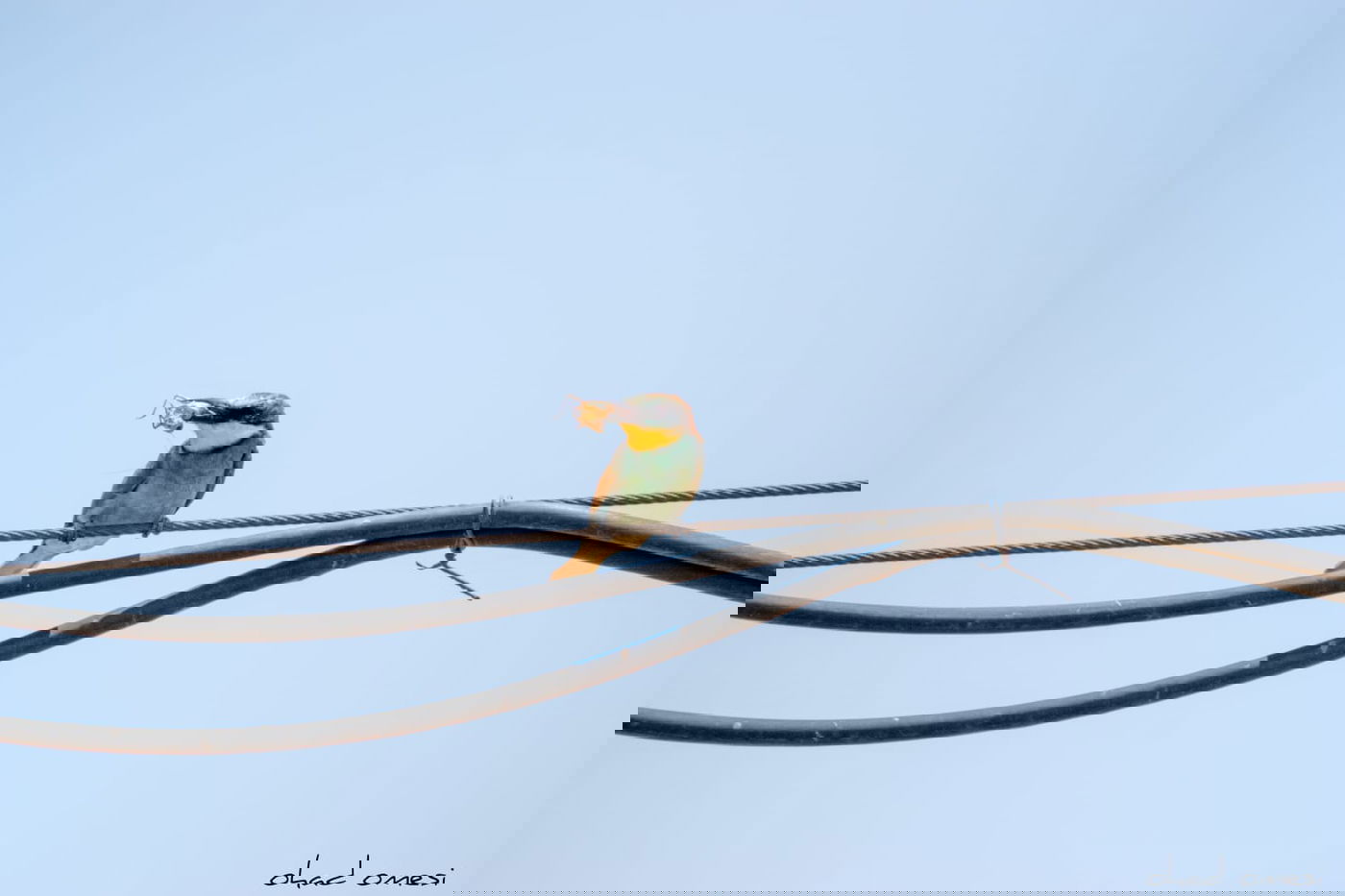 השרקרק אוכל חרקים והחיוואי מחפש אוכל