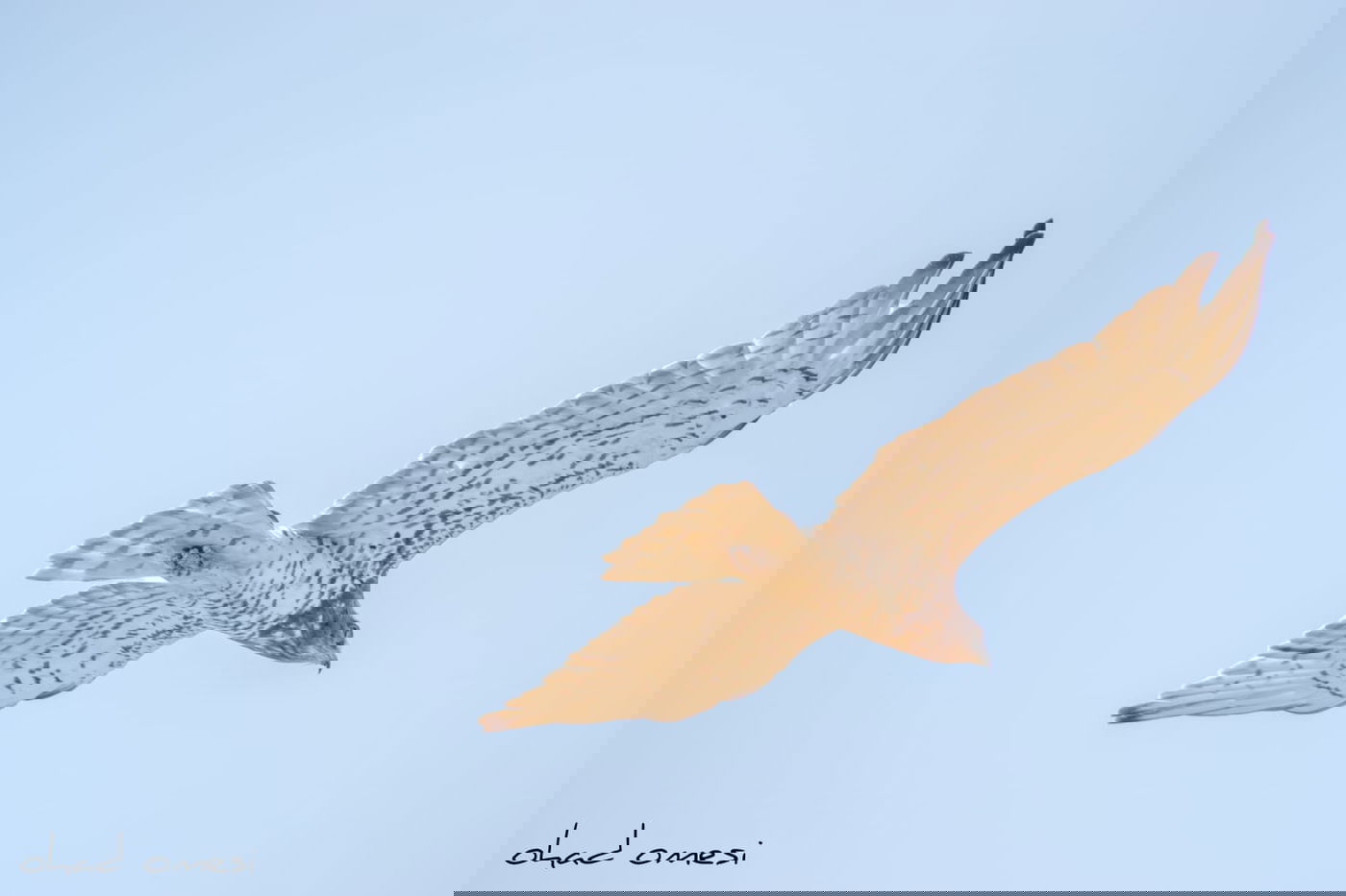 השרקרק אוכל חרקים והחיוואי מחפש אוכל