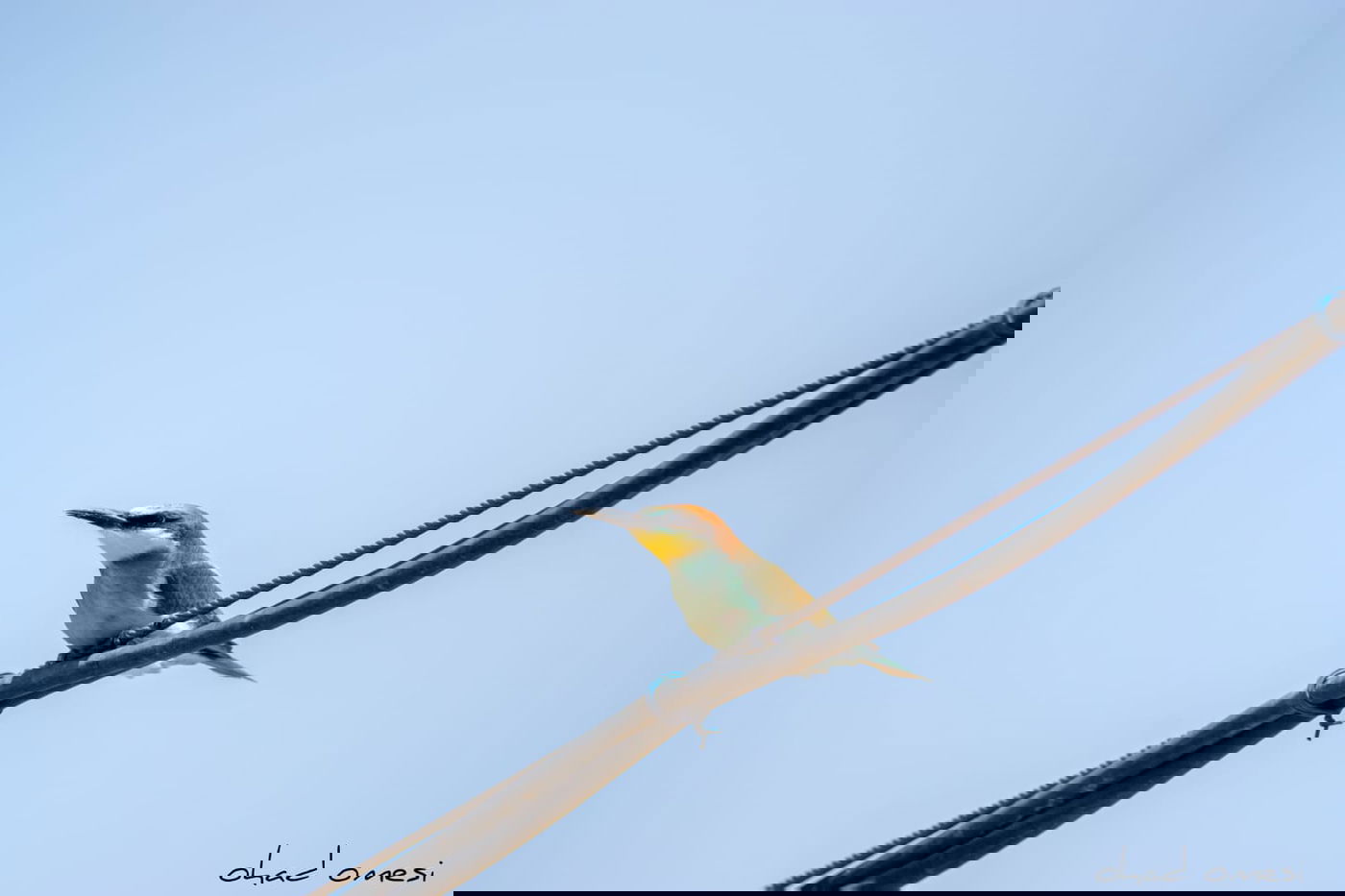 השרקרק אוכל חרקים והחיוואי מחפש אוכל