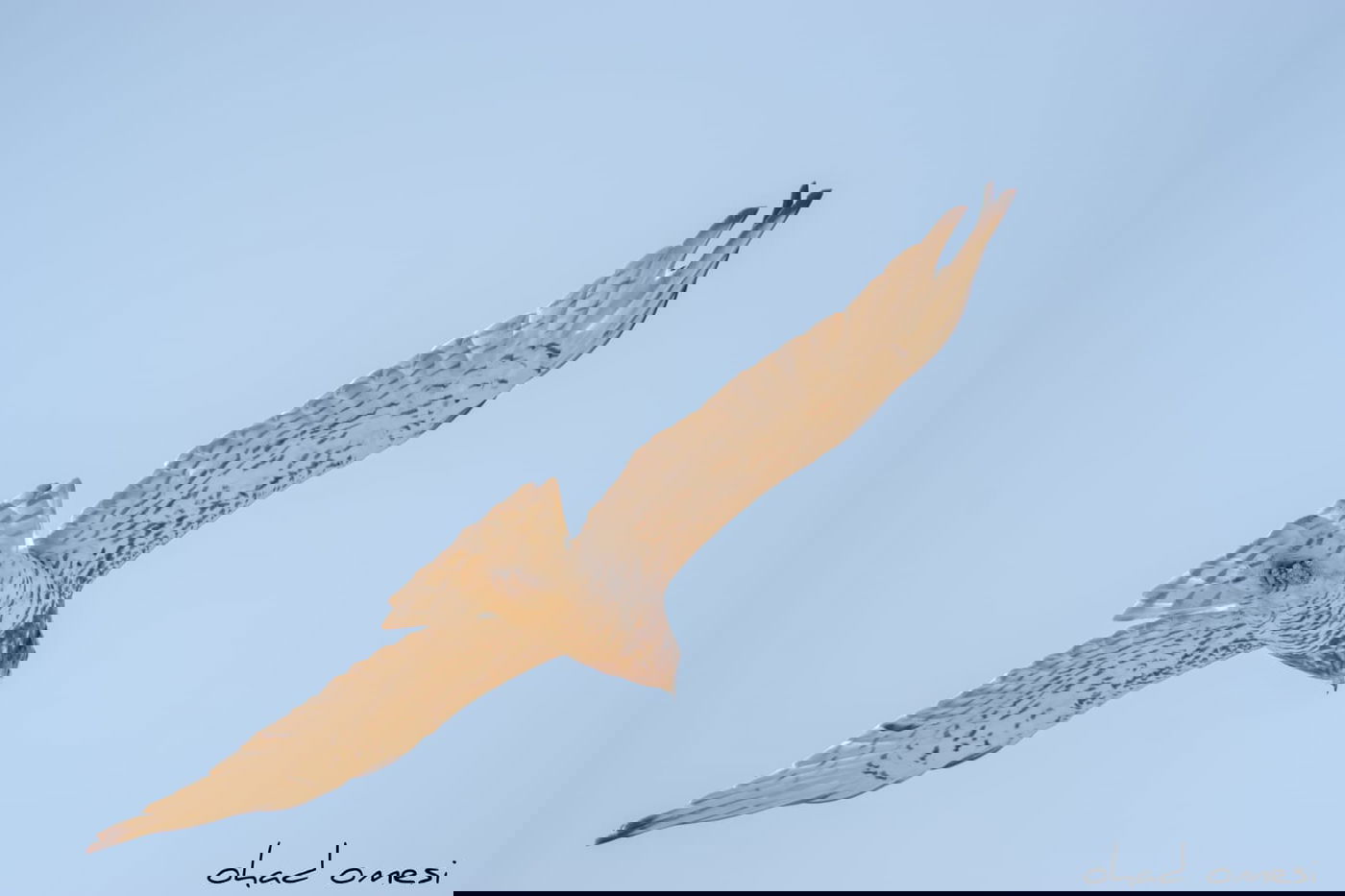 השרקרק אוכל חרקים והחיוואי מחפש אוכל