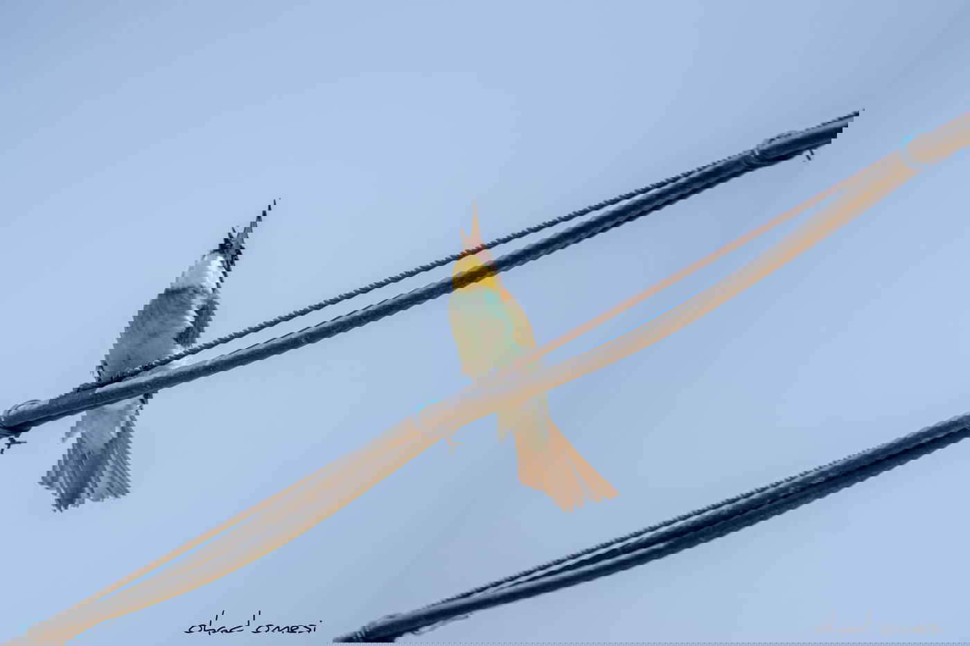 השרקרק אוכל חרקים והחיוואי מחפש אוכל