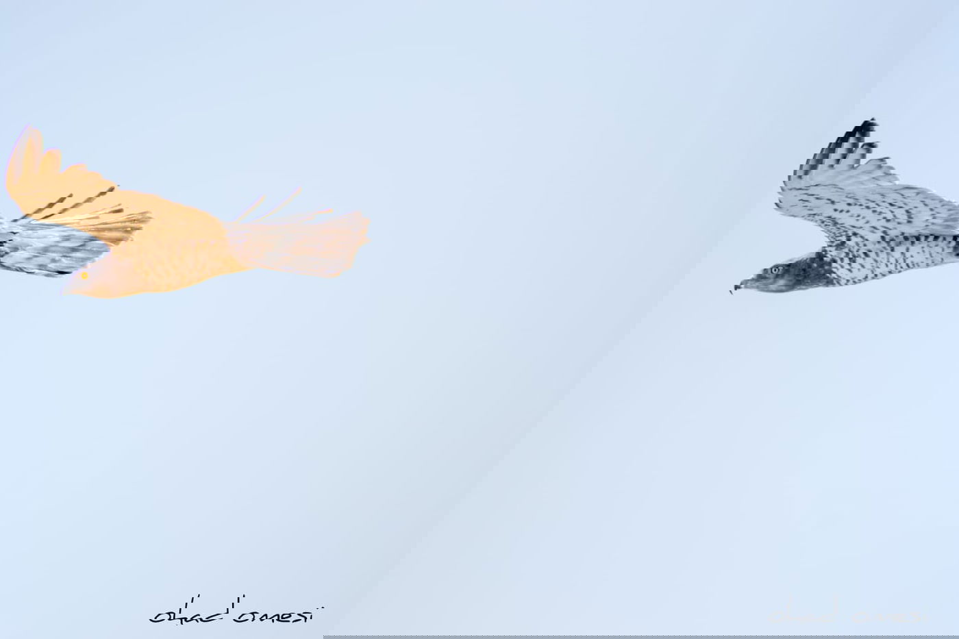 השרקרק אוכל חרקים והחיוואי מחפש אוכל