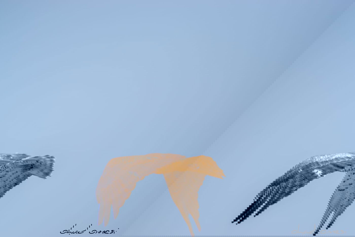 השרקרק אוכל חרקים והחיוואי מחפש אוכל