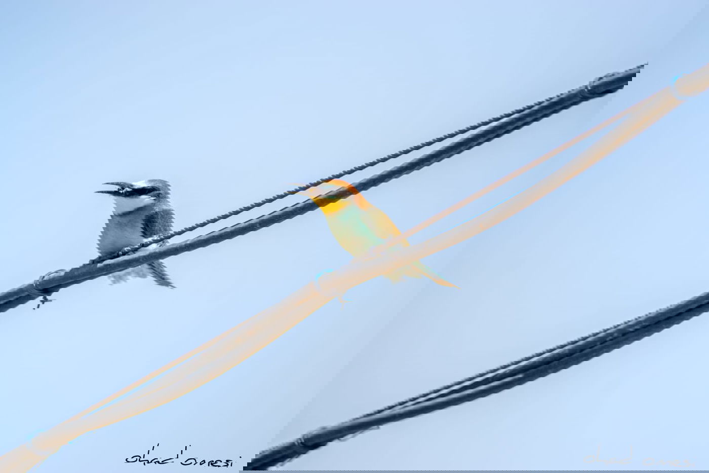 השרקרק אוכל חרקים והחיוואי מחפש אוכל