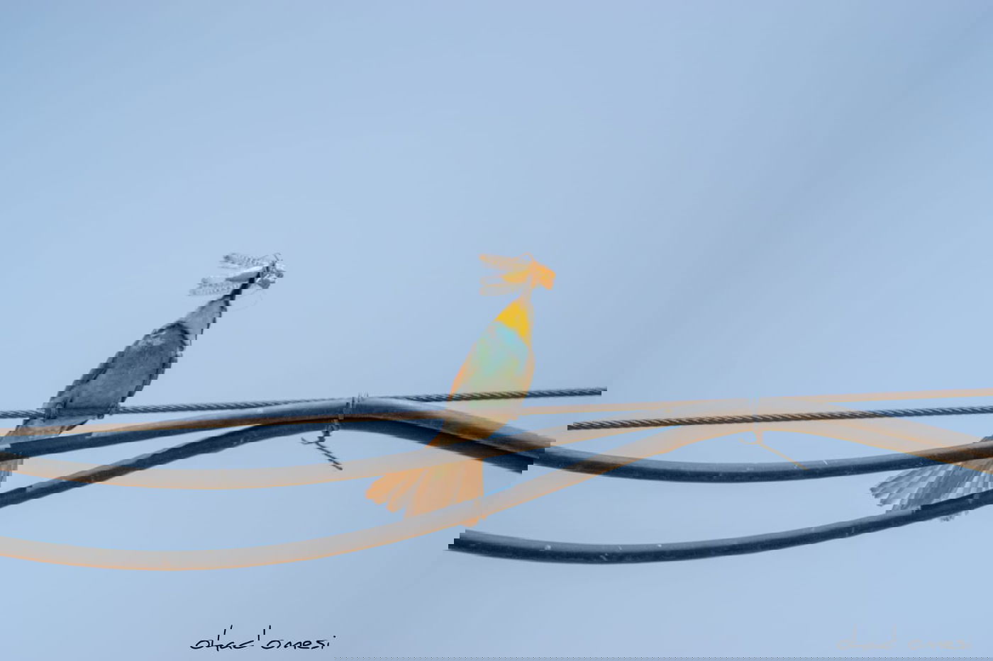 השרקרק אוכל חרקים והחיוואי מחפש אוכל