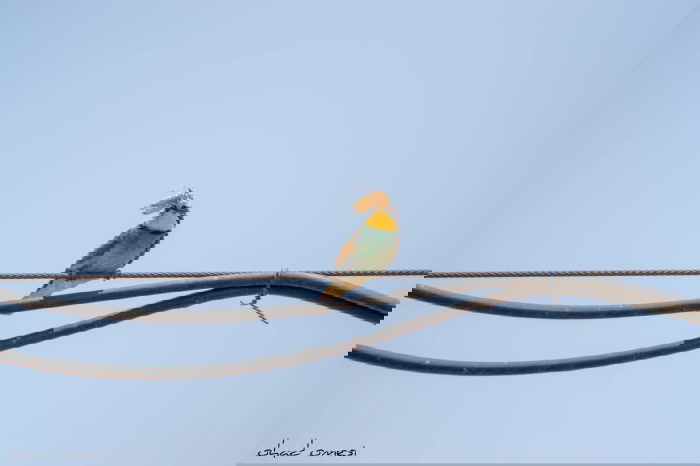 השרקרק אוכל חרקים והחיוואי מחפש אוכל