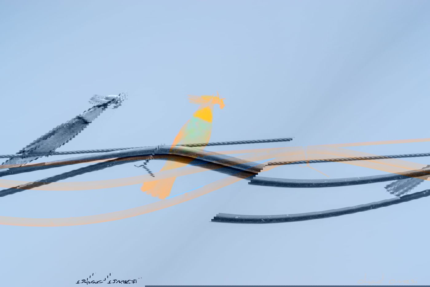 השרקרק אוכל חרקים והחיוואי מחפש אוכל