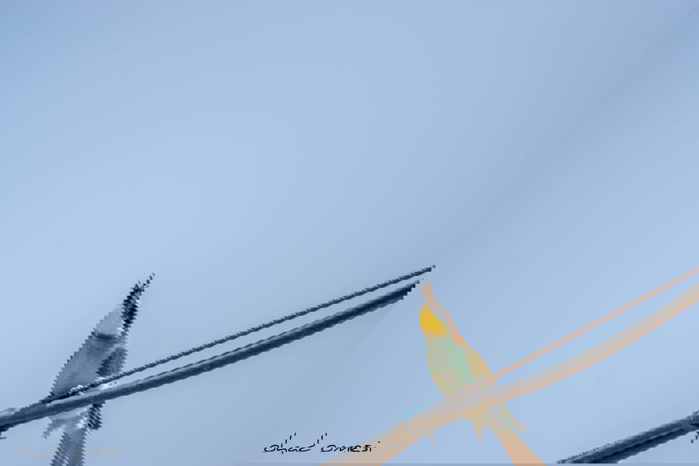 השרקרק אוכל חרקים והחיוואי מחפש אוכל