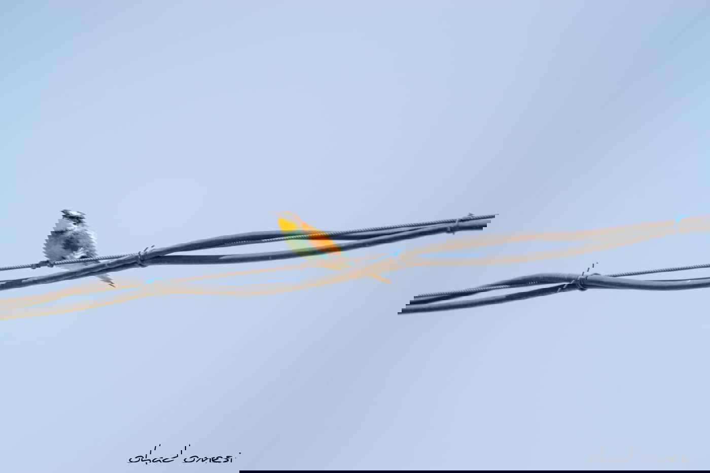 השרקרק אוכל חרקים והחיוואי מחפש אוכל