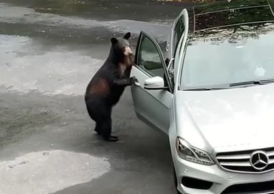מפחיד: הדוב פותח את דלת המכונית • צפו