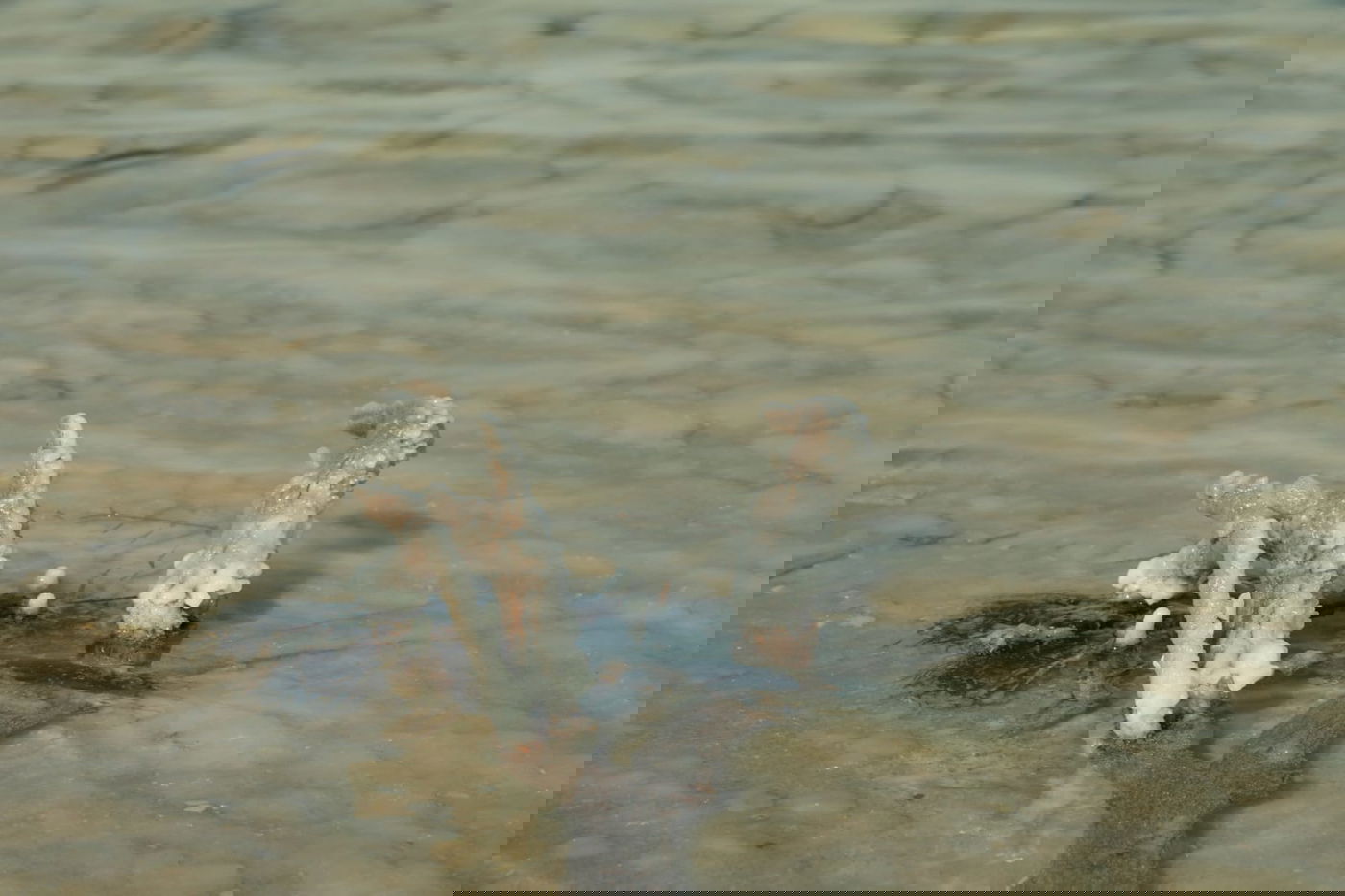 טיול דרך המצלמה לים המלח והנחלים באזור