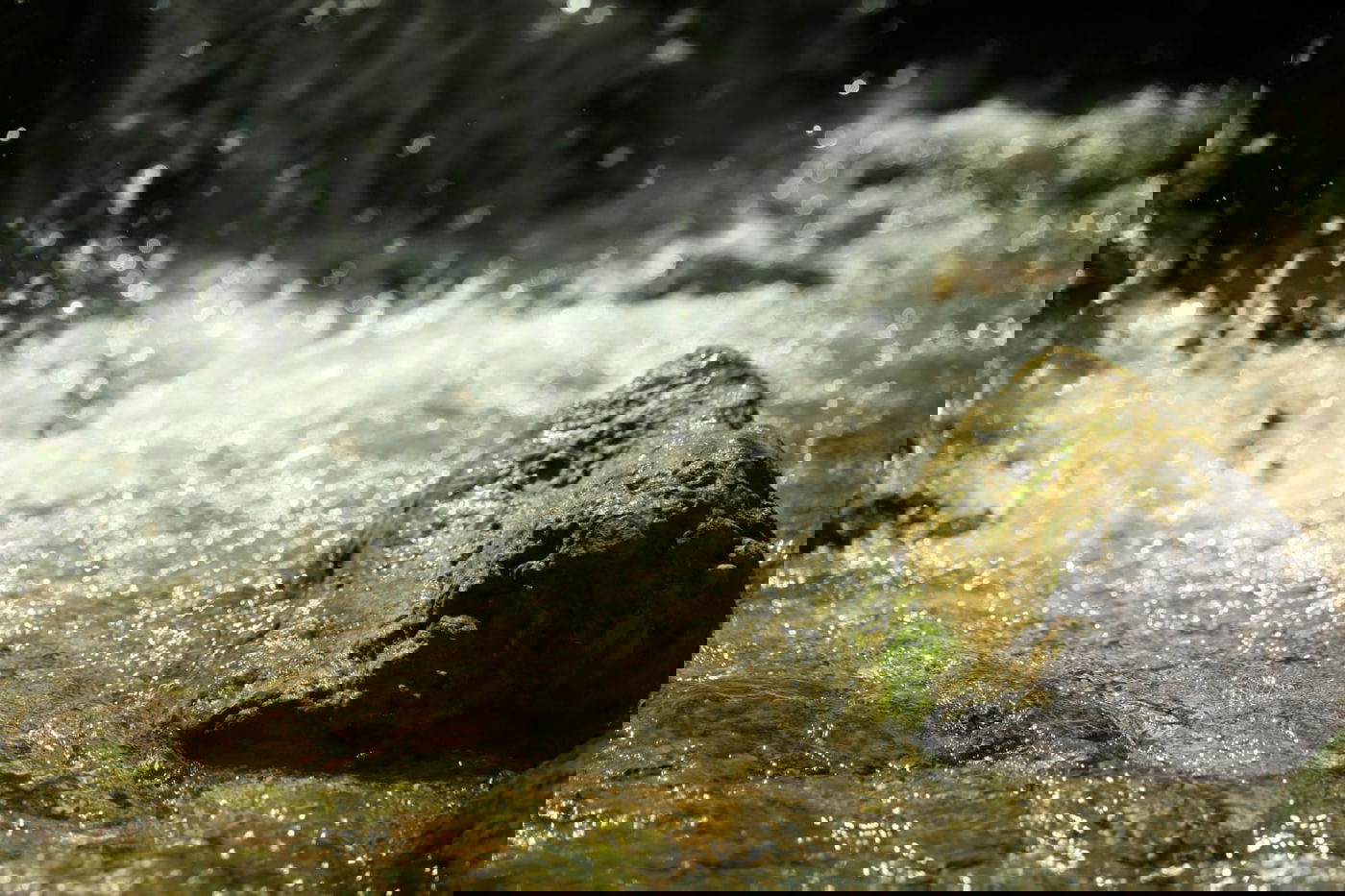 טיול דרך המצלמה לים המלח והנחלים באזור