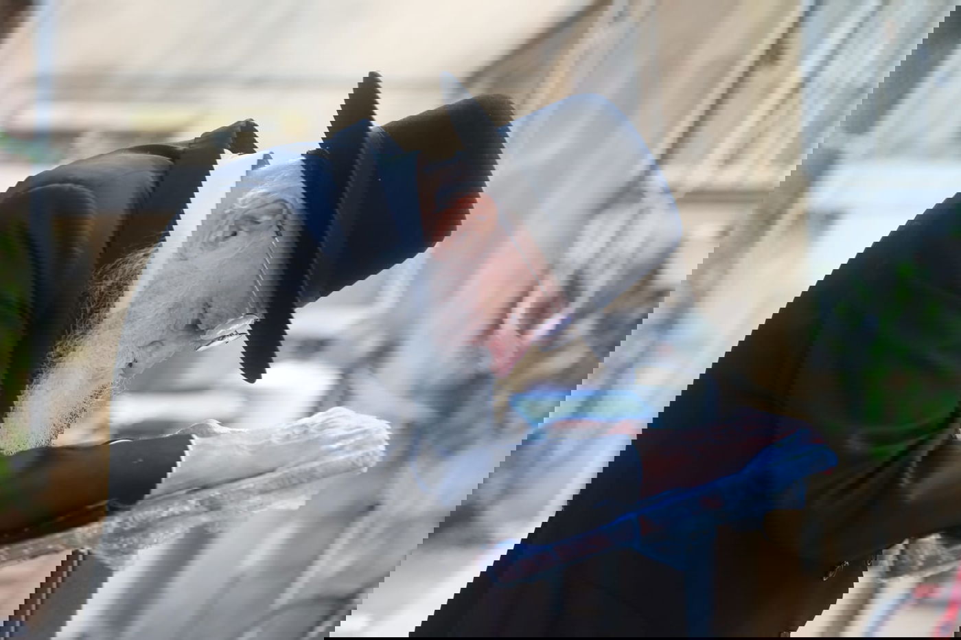 ה'חזונאישניקים' חזרו למנייני החצרות • צפו