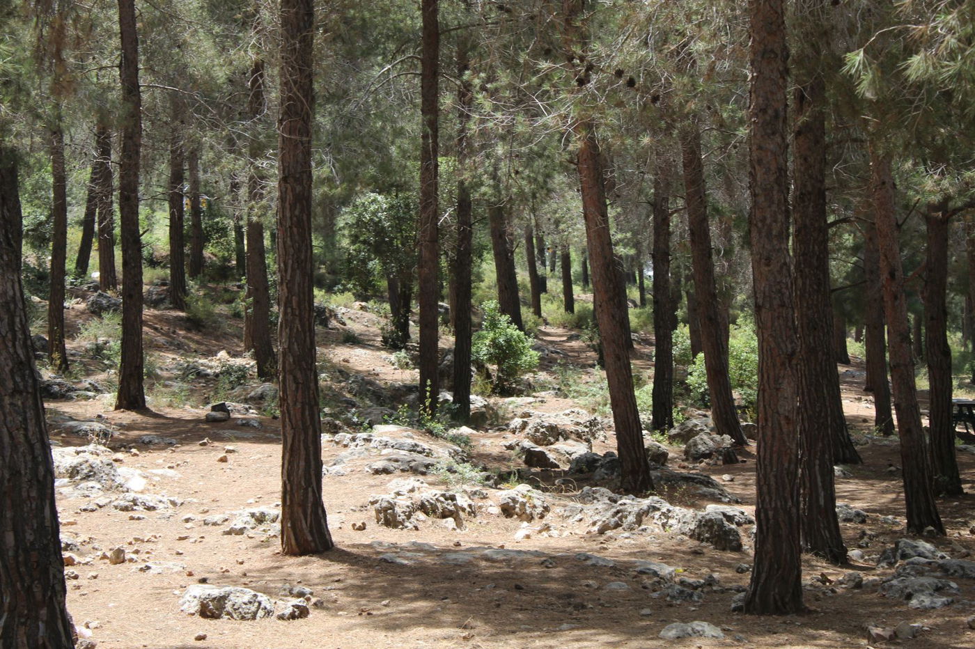 "חורבת סעדים" וה'סגולה' של השייח המקומי
