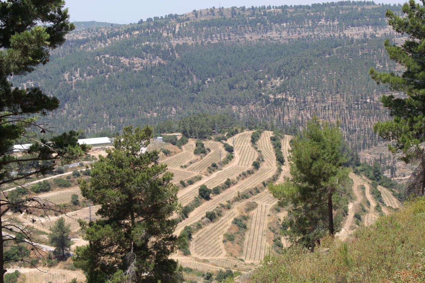 "חורבת סעדים" וה'סגולה' של השייח המקומי